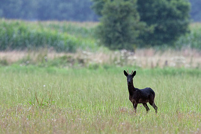 BUITEN BEELD Foto: 336829