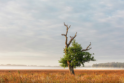 BUITEN BEELD Foto: 336847