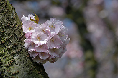 BUITEN BEELD Foto: 336867