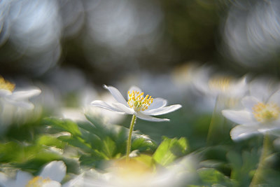 BUITEN BEELD Foto: 336869