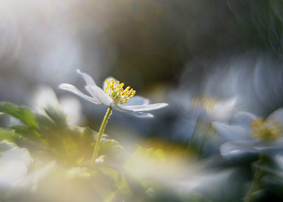 BUITEN BEELD Foto: 336892