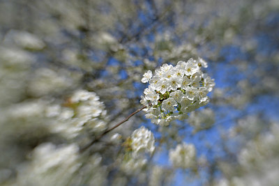 BUITEN BEELD Foto: 336906