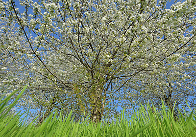 BUITEN BEELD Foto: 336907