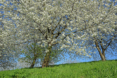 BUITEN BEELD Foto: 336920