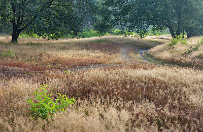 BUITEN BEELD Foto: 336951