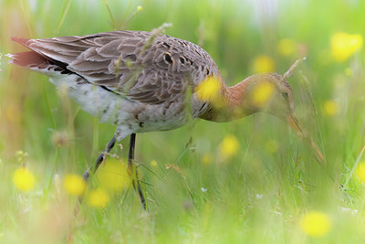 BUITEN BEELD Foto: 337094