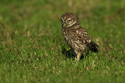 BUITEN BEELD Foto: 337126