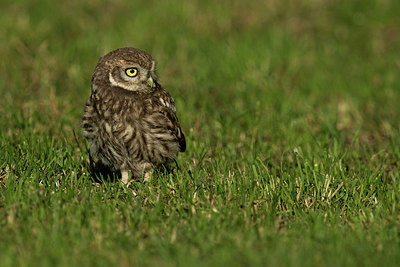 BUITEN BEELD Foto: 337127