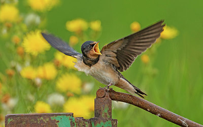 BUITEN BEELD Foto: 337135