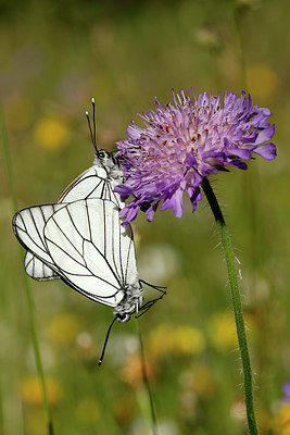 BUITEN BEELD Foto: 337164