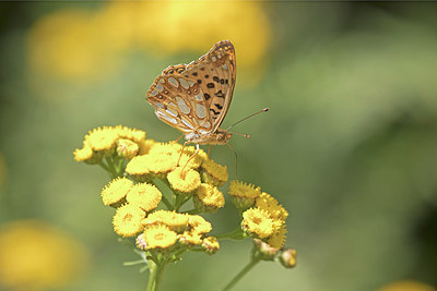 BUITEN BEELD Foto: 337170