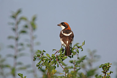 BUITEN BEELD Foto: 337208