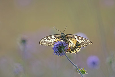 BUITEN BEELD Foto: 337216