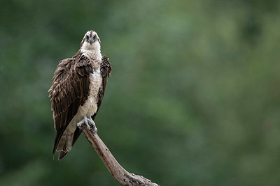 BUITEN BEELD Foto: 337253