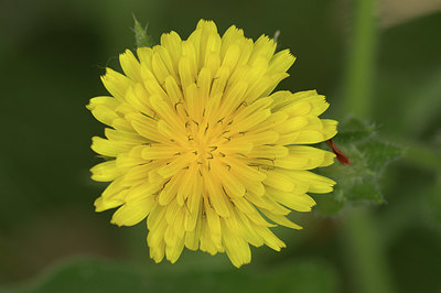 BUITEN BEELD Foto: 337302