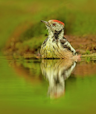 BUITEN BEELD Foto: 337304