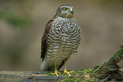 BUITEN BEELD Foto: 337313
