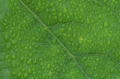 BUITEN BEELD Foto: 337353