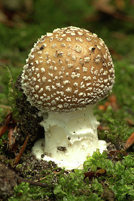 BUITEN BEELD Foto: 337360
