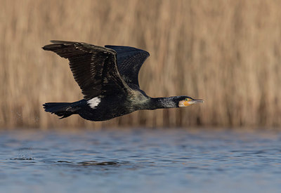 BUITEN BEELD Foto: 337385