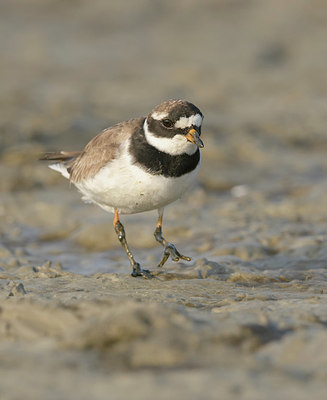 BUITEN BEELD Foto: 337390