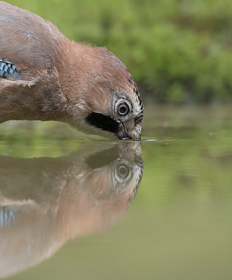 BUITEN BEELD Foto: 337398