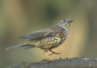 BUITEN BEELD Foto: 337406
