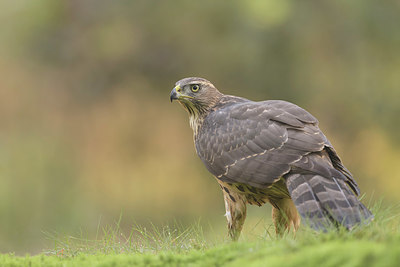 BUITEN BEELD Foto: 337412