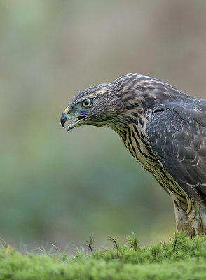 BUITEN BEELD Foto: 337416