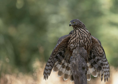 BUITEN BEELD Foto: 337422