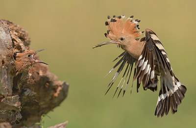 BUITEN BEELD Foto: 337426