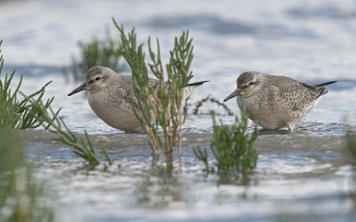 BUITEN BEELD Foto: 337437