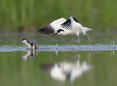 BUITEN BEELD Foto: 337446