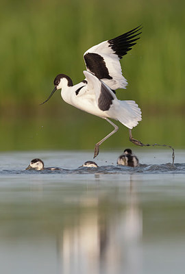 BUITEN BEELD Foto: 337447