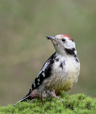 BUITEN BEELD Foto: 337459