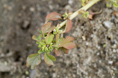 BUITEN BEELD Foto: 337552