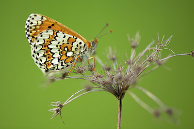 BUITEN BEELD Foto: 337568