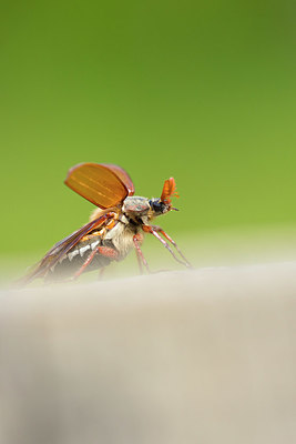 BUITEN BEELD Foto: 337569