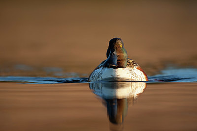 BUITEN BEELD Foto: 337602