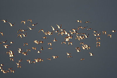 BUITEN BEELD Foto: 337604