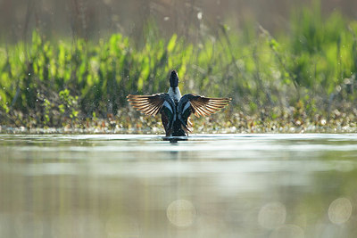 BUITEN BEELD Foto: 337637