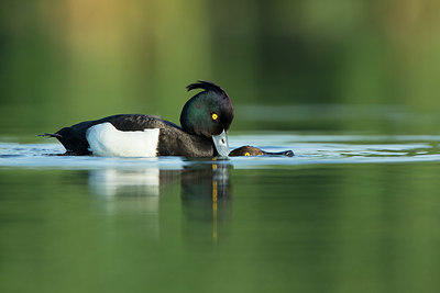 BUITEN BEELD Foto: 337641