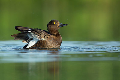 BUITEN BEELD Foto: 337643