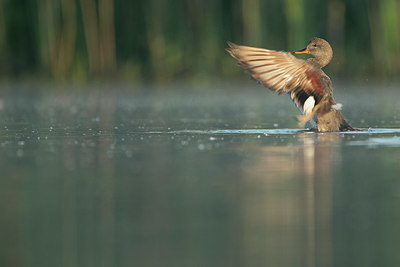 BUITEN BEELD Foto: 337649