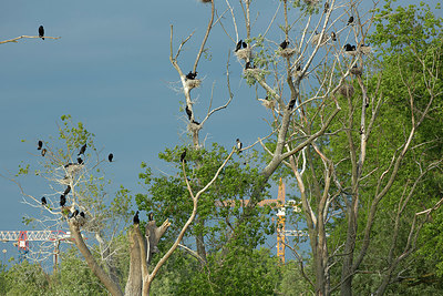 BUITEN BEELD Foto: 337653