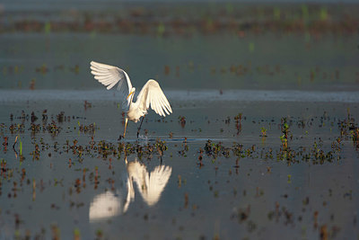 BUITEN BEELD Foto: 337661