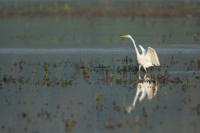 BUITEN BEELD Foto: 337663