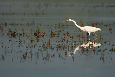 BUITEN BEELD Foto: 337664