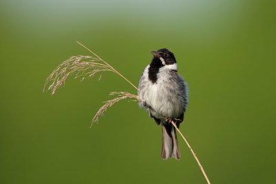 BUITEN BEELD Foto: 337776