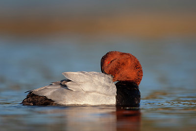 BUITEN BEELD Foto: 337779